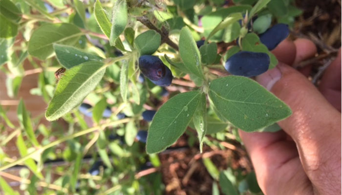 image of a hand picking berries