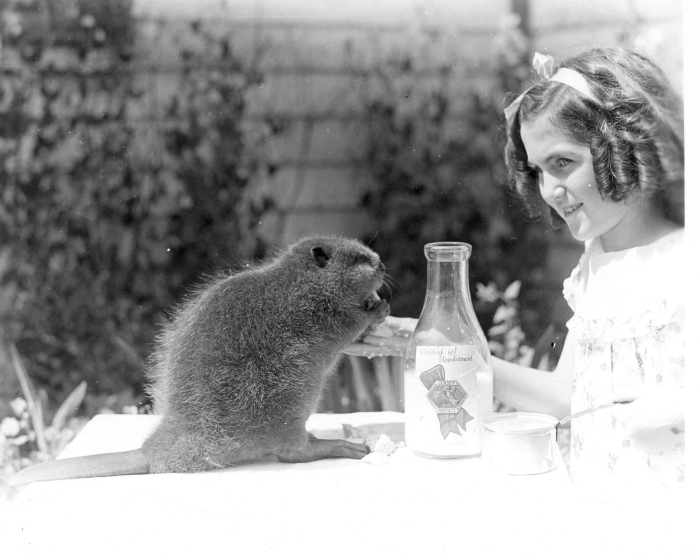 Black and white photo of a small beaver sitting on a table being watched by a young girl with ringlets. There is a glass milk jar between them.