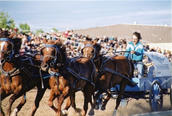 Coloured photo of chuckwagon races at the North American Pony Chuckwagon Championship at the Westerner Days
