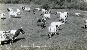 Black and white photo of cattle herd in a field near Red Deer, 1912