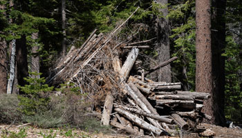 Fire Mitigation