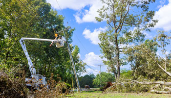 electrical safety tree trimming