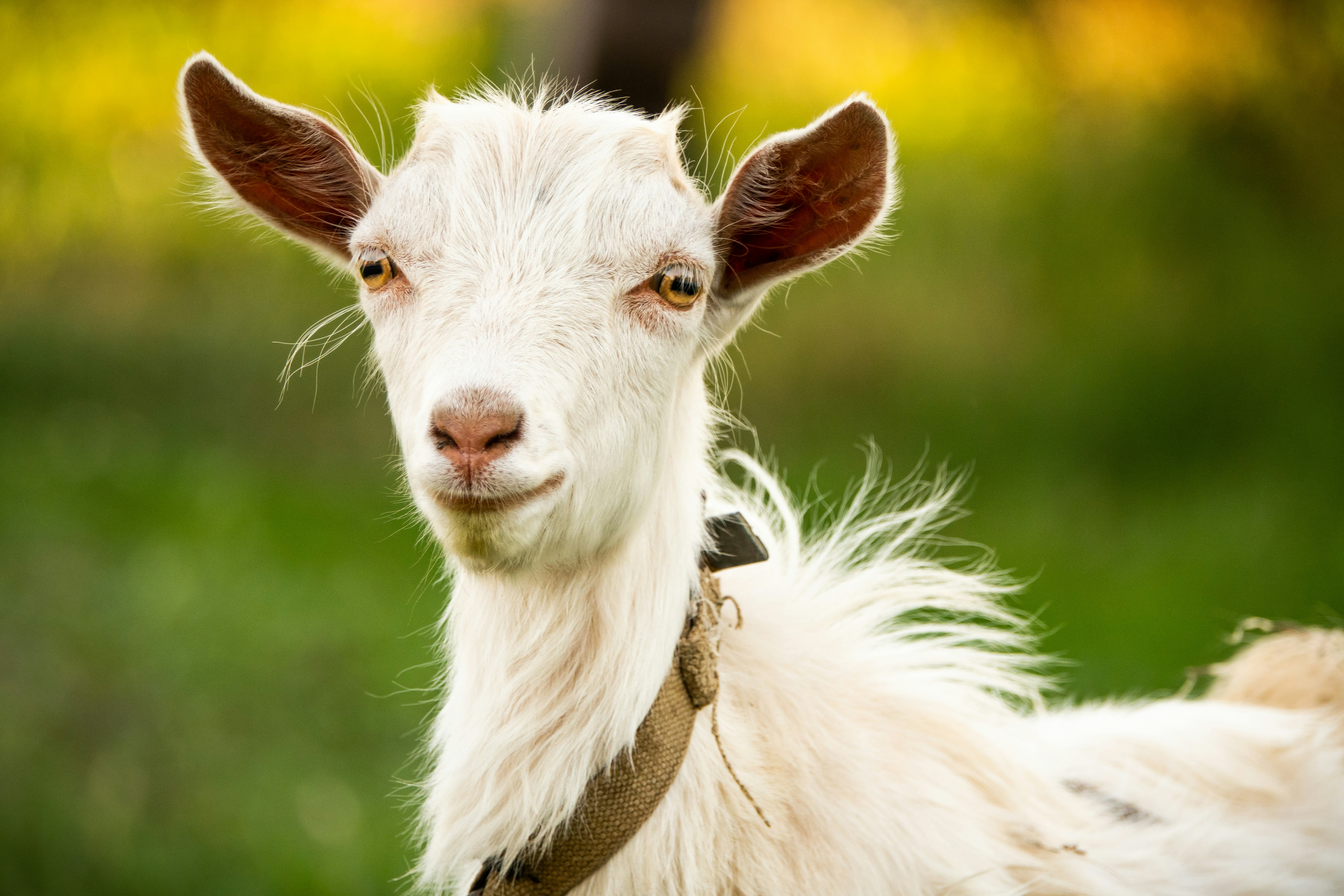 A weed eating goat