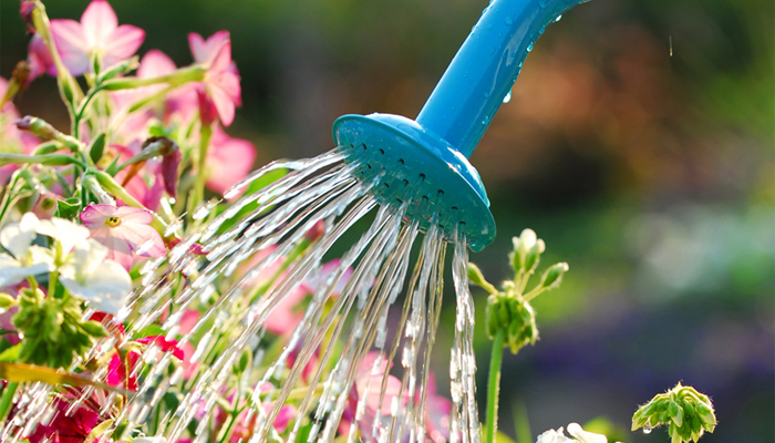 A watering can being used to water colourful flowers