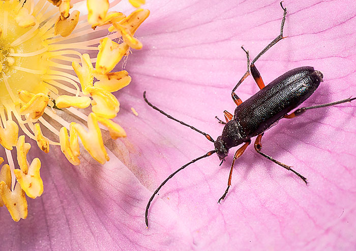 beetle image