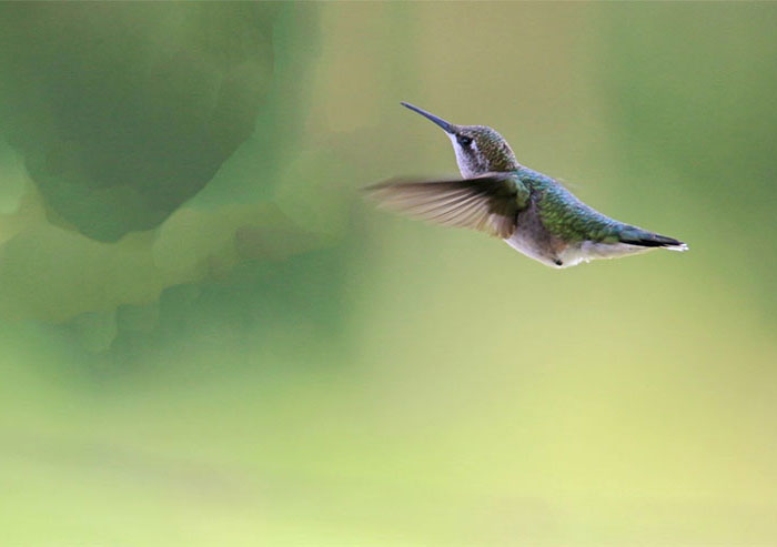 image of a hummingbird