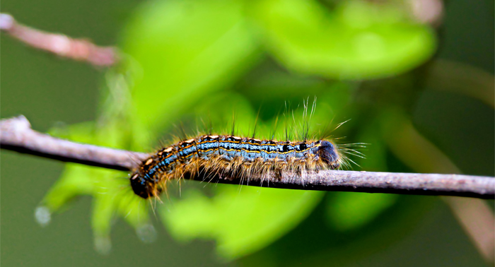A forest tent caterpillar crawling along a tree branch