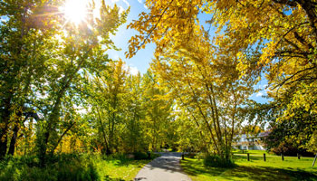 Trees lining a walking path in Red Deer