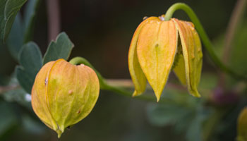 Photo of Yellow-Clematis