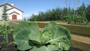 Cabbage growing in a garden with other vegetables and bushes growing in the background