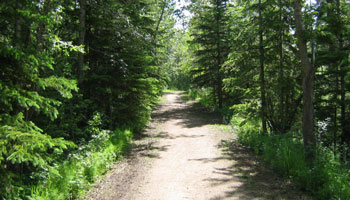 One of Red Deer's trails, flanked by tall trees on either side of the trail.